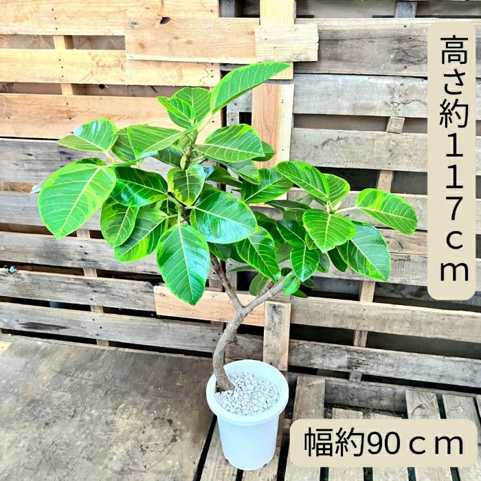 観葉植物現品販売