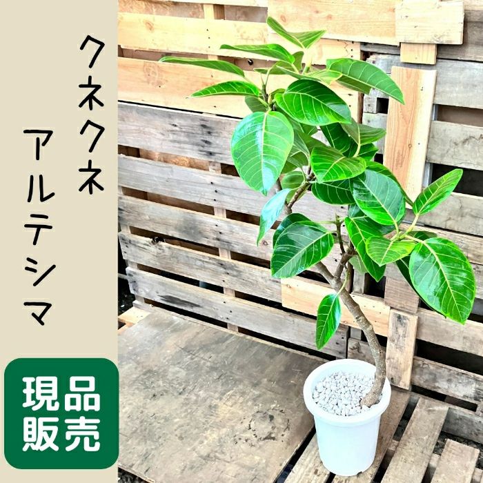 観葉植物現品販売