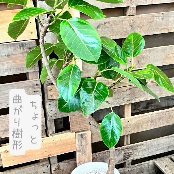 観葉植物現品販売