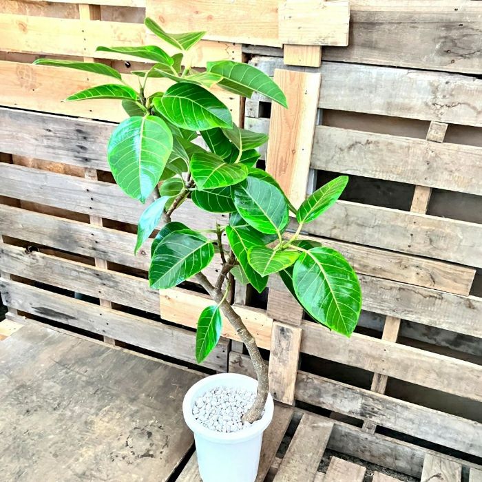 観葉植物現品販売