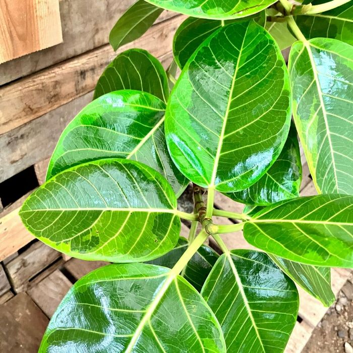 観葉植物現品販売