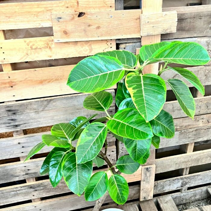 観葉植物現品販売