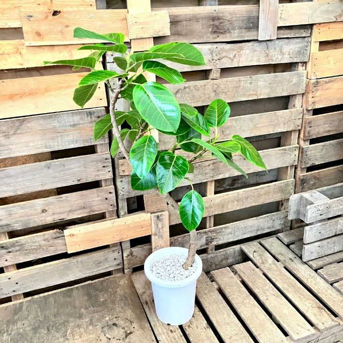 観葉植物現品販売