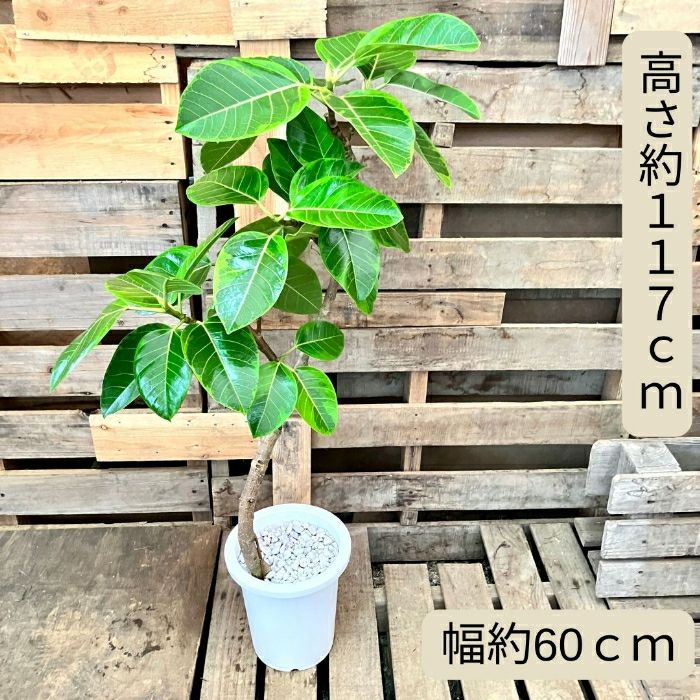 観葉植物現品販売