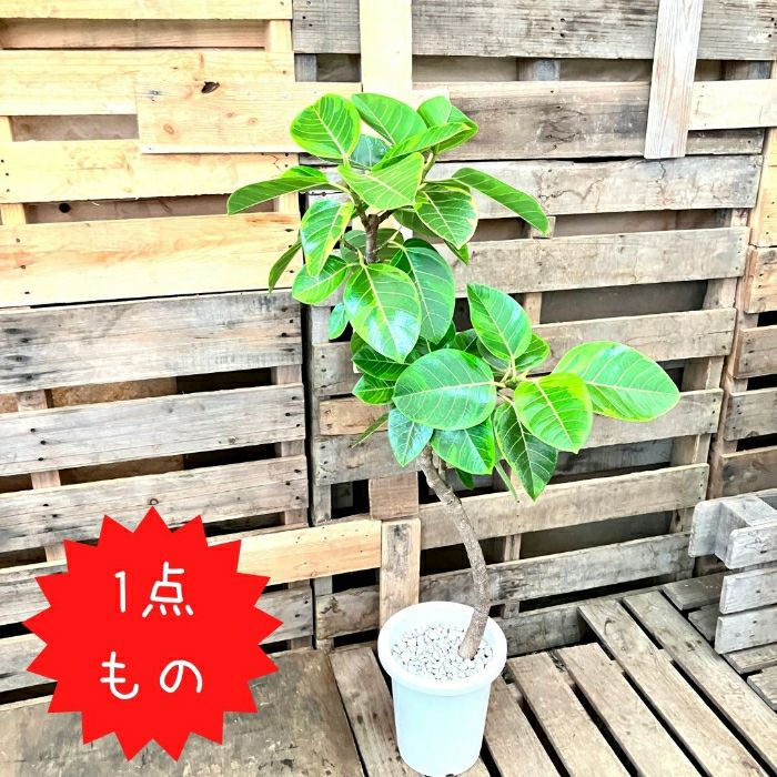 観葉植物現品販売