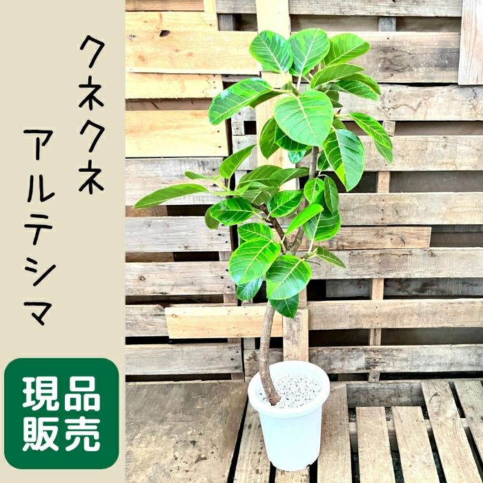 観葉植物現品販売