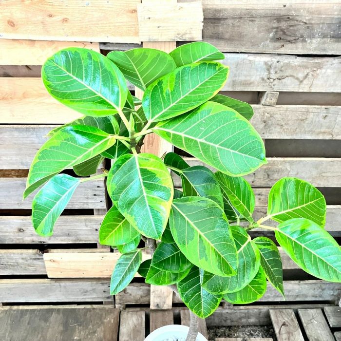 観葉植物現品販売