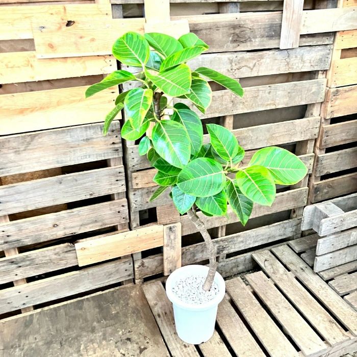 観葉植物現品販売