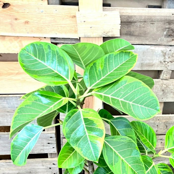 観葉植物現品販売