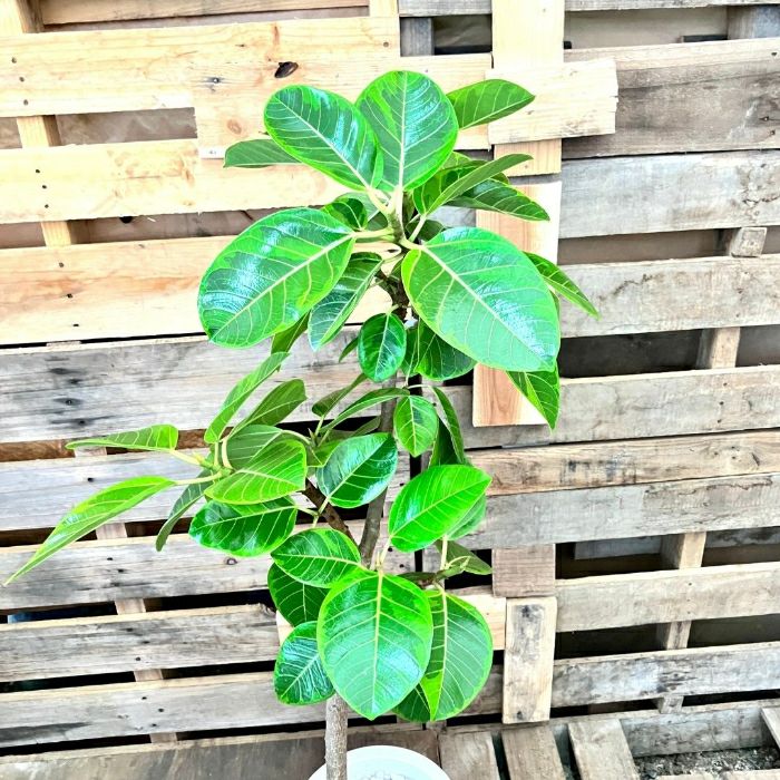 観葉植物現品販売