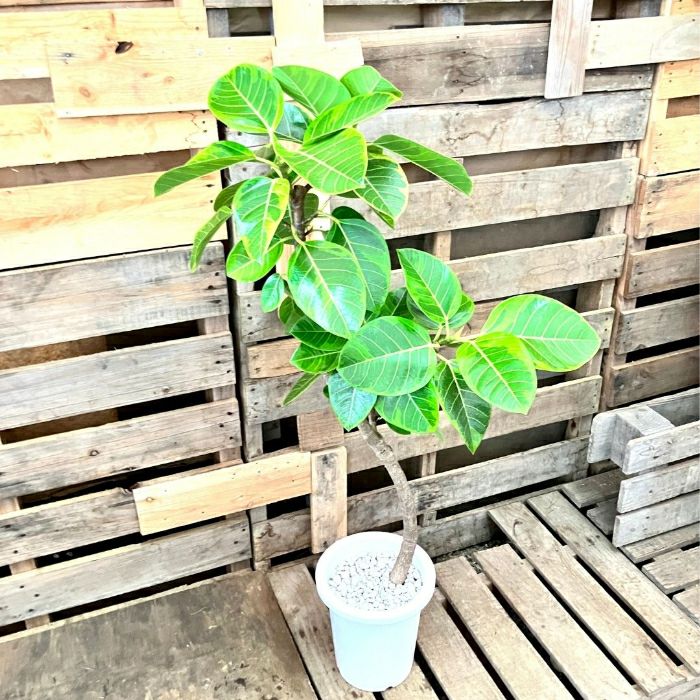 観葉植物現品販売