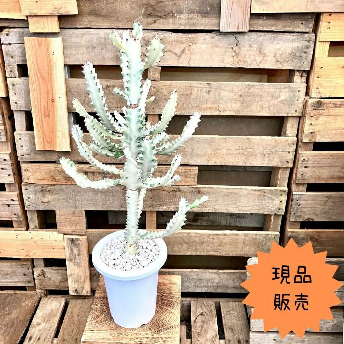 観葉植物現品販売