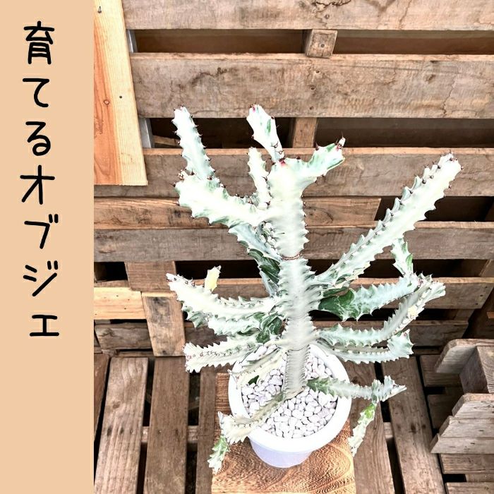 観葉植物現品販売