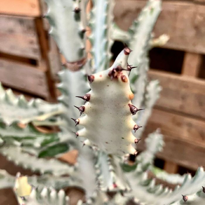 観葉植物現品販売