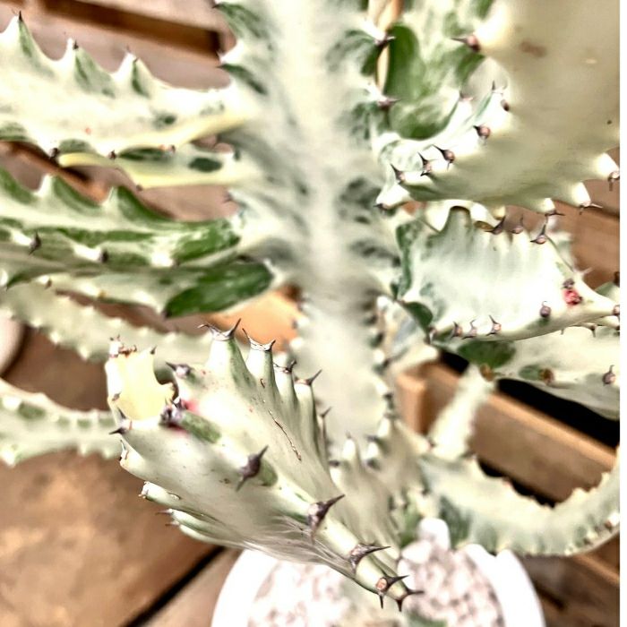 観葉植物現品販売