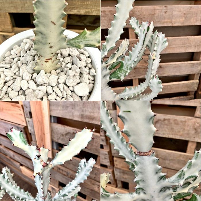 観葉植物現品販売