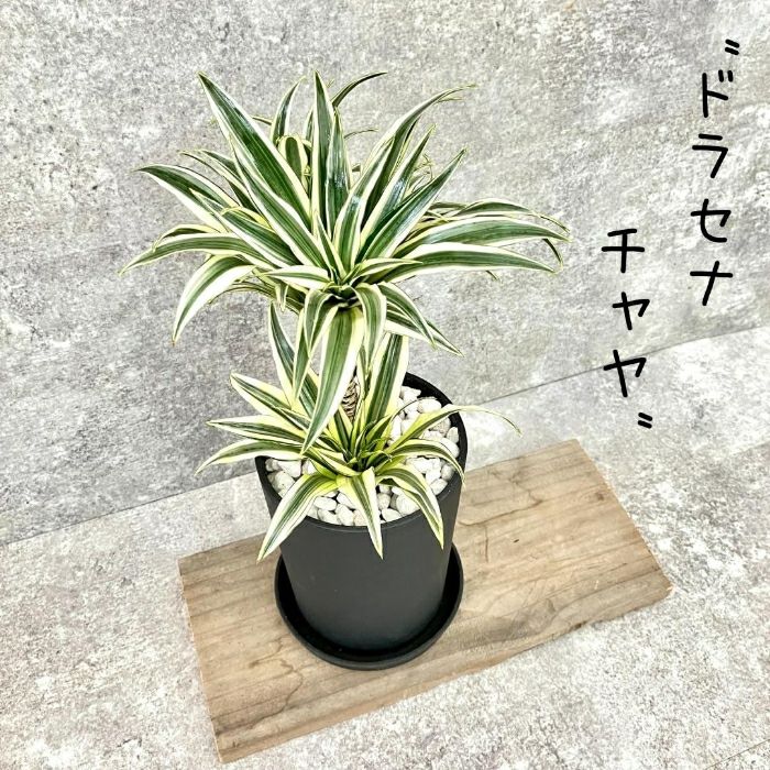 観葉植物現品販売