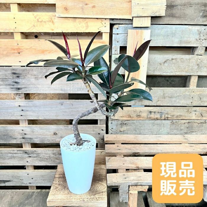 観葉植物現品販売