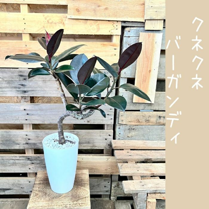 観葉植物現品販売