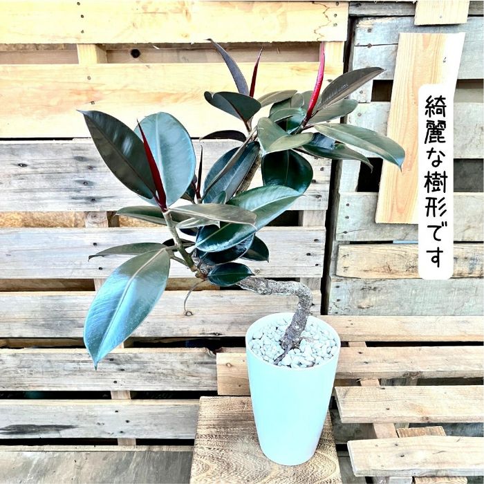 観葉植物現品販売