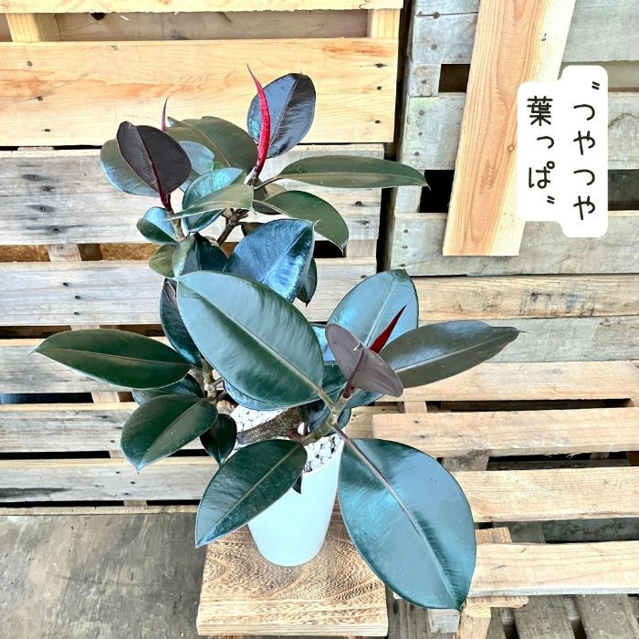 観葉植物現品販売