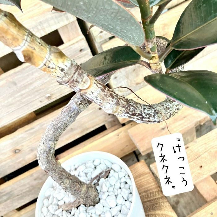 観葉植物現品販売