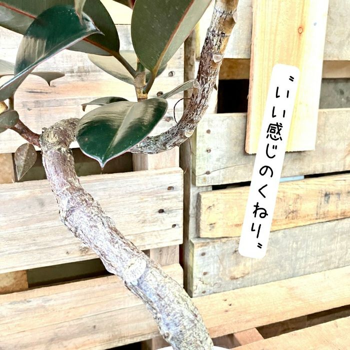 観葉植物現品販売