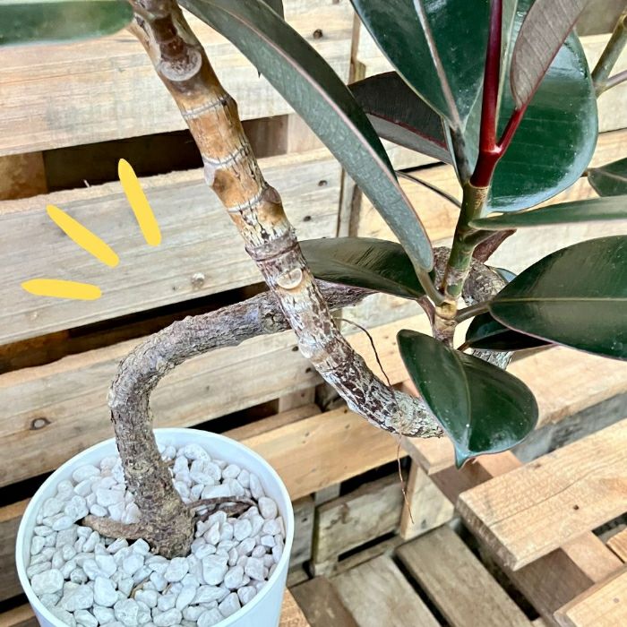 観葉植物現品販売