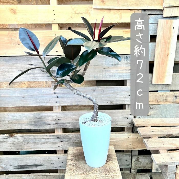 観葉植物現品販売