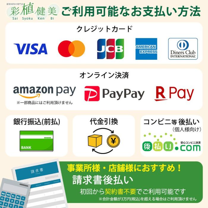 観葉植物現品販売