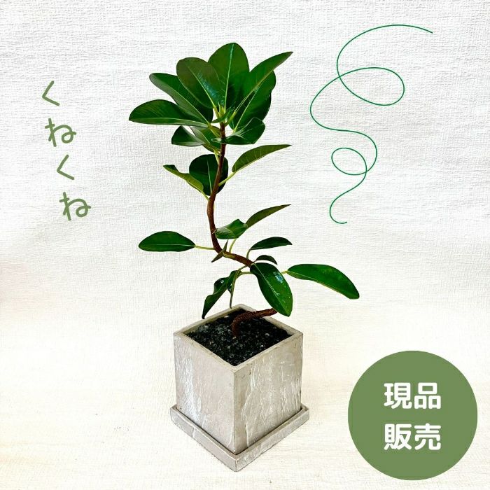 観葉植物現品販売