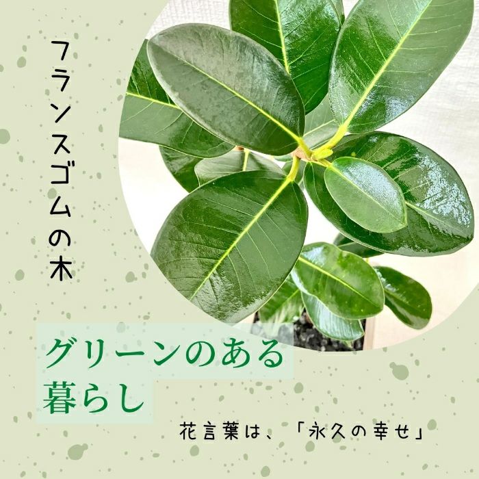 観葉植物現品販売
