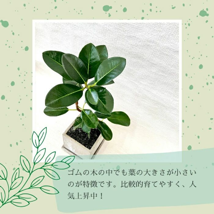 観葉植物現品販売
