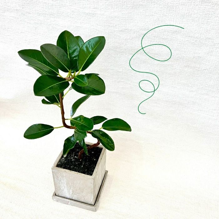 観葉植物現品販売