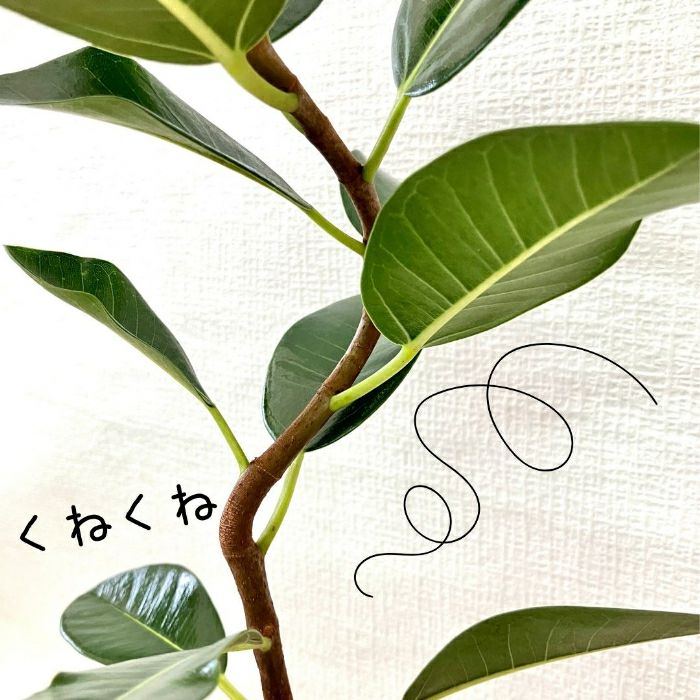 観葉植物現品販売