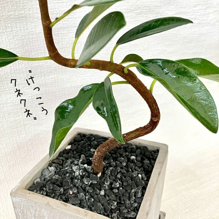 観葉植物現品販売