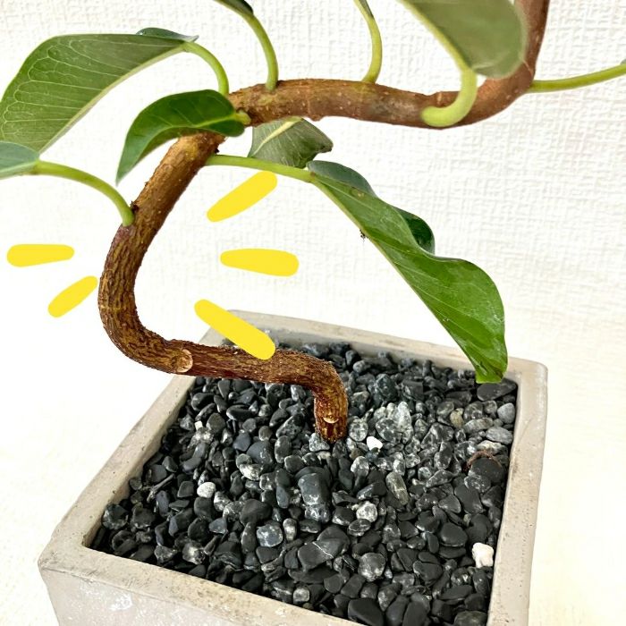 観葉植物現品販売