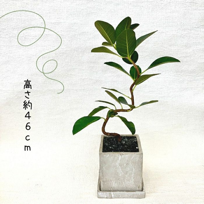 観葉植物現品販売