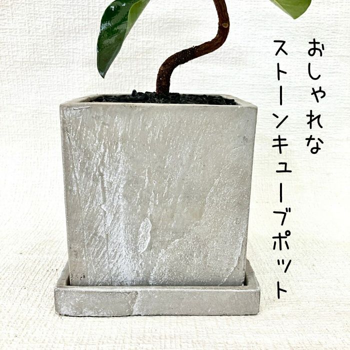 観葉植物現品販売