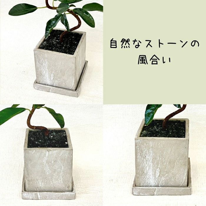 観葉植物現品販売