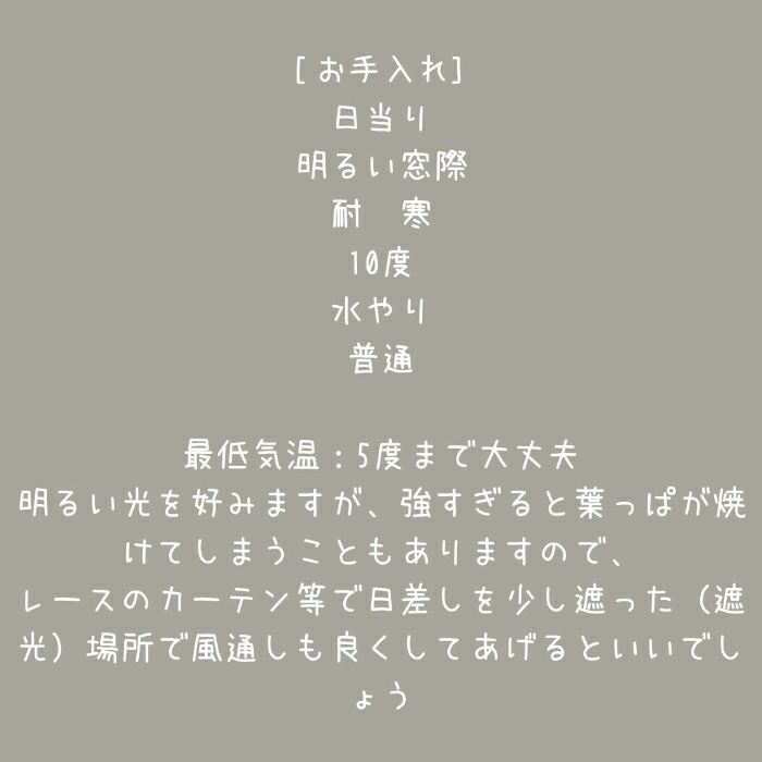 観葉植物現品販売