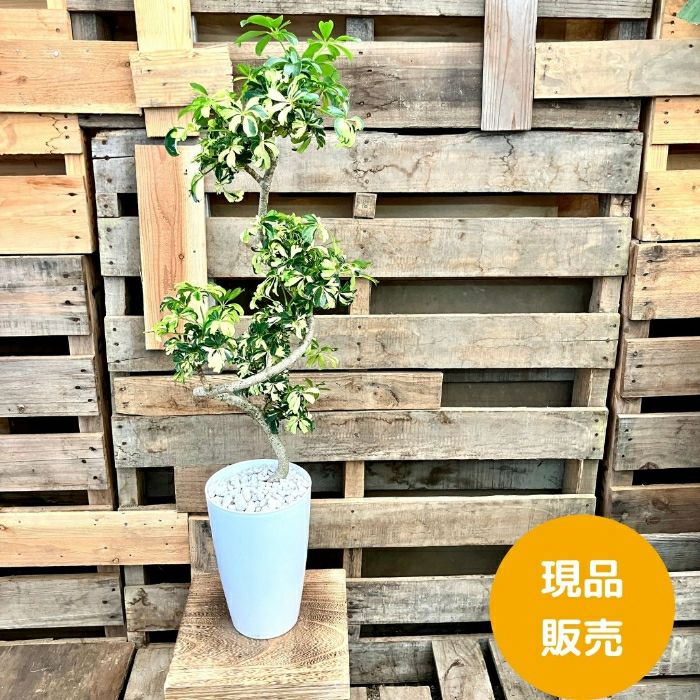 観葉植物現品販売