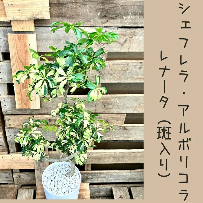 観葉植物現品販売