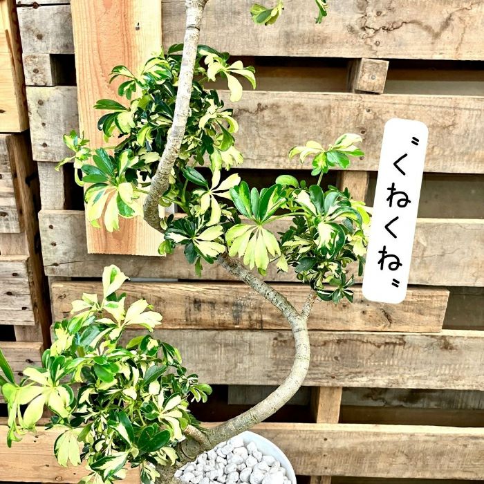 観葉植物現品販売