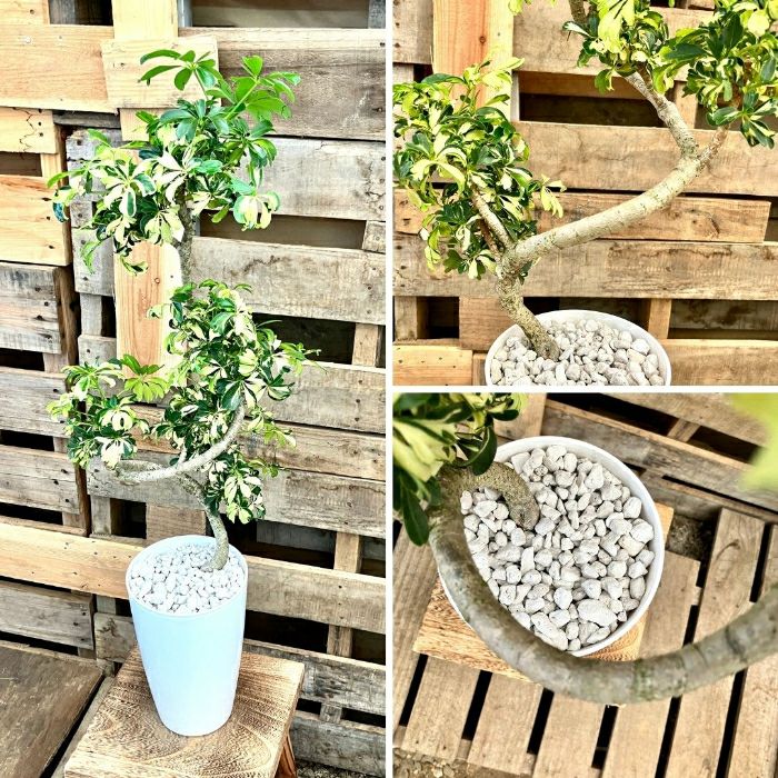 観葉植物現品販売