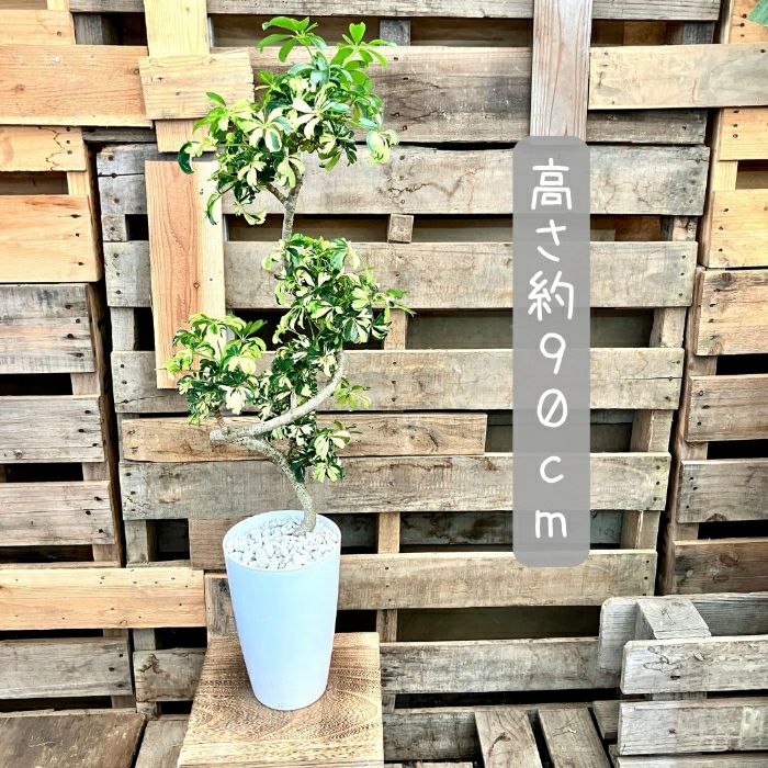 観葉植物現品販売