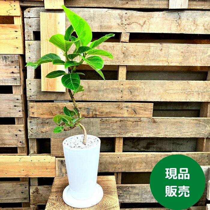観葉植物現品販売