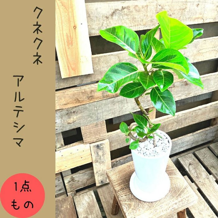 観葉植物現品販売