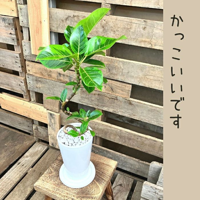観葉植物現品販売