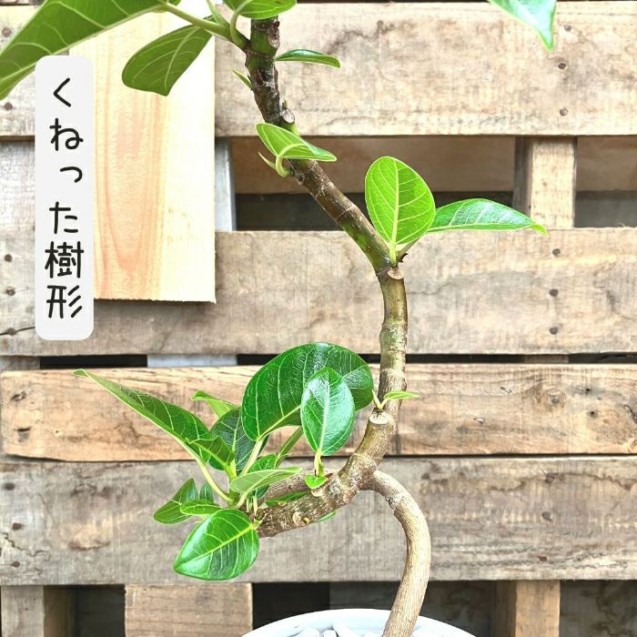 観葉植物現品販売